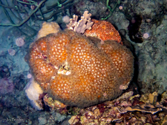 Montastraea cavernosa