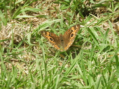 Junonia genoveva hilaris