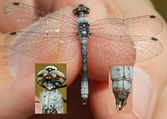 Nannothemis bella