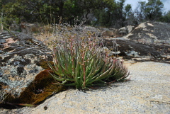 Dudleya edulis