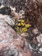 Candelariella rosulans