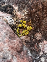 Candelariella rosulans
