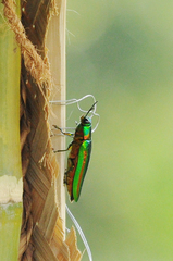 Chrysochroa rajah