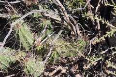 Echinocereus enneacanthus enneacanthus