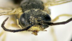 Pristiphora pallidiventris