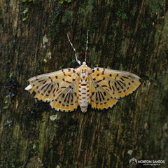Polygrammodes runicalis