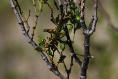 Bootettix argentatus