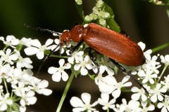 Pyrochroa serraticornis