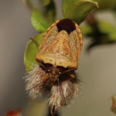 Dendrocoris contaminatus
