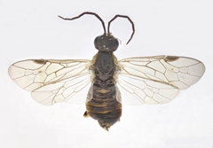 Pristiphora pallidiventris