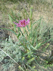Tragopogon ruber