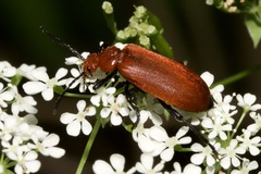 Pyrochroa serraticornis