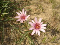 Tragopogon ruber
