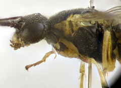 Pristiphora pallidiventris