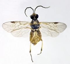 Pristiphora pallidiventris