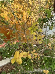Lantana involucrata