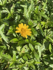 Sphagneticola trilobata