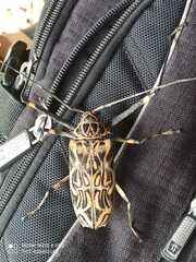 Acrocinus longimanus