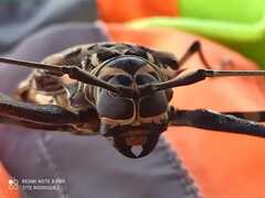 Acrocinus longimanus