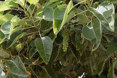 Phytolacca dioica