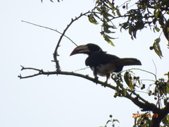 Lophoceros fasciatus