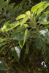 Phytolacca dioica