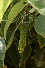 Phytolacca dioica