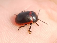 Chrysolina limbata