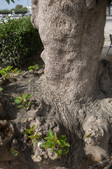 Phytolacca dioica