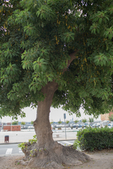 Phytolacca dioica