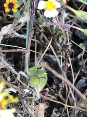 Sphenarium