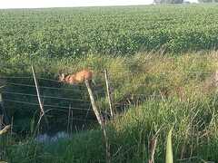 Chrysocyon brachyurus