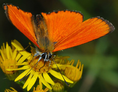 Lycaena