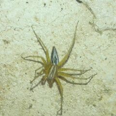 Oxyopes