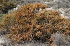 Ephedra fragilis