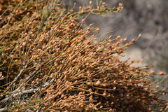 Ephedra fragilis