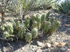 Echinocereus enneacanthus enneacanthus