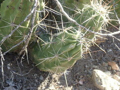 Echinocereus enneacanthus enneacanthus