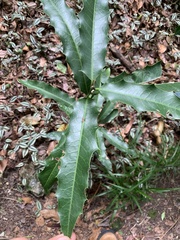 Pachystroma longifolium