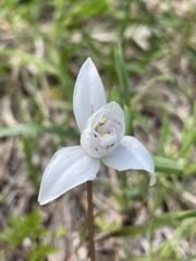 Codonorchis lessonii