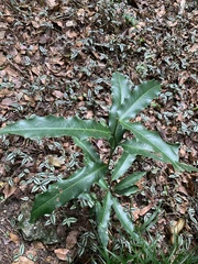 Pachystroma longifolium