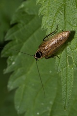 Ectobius erythronotus