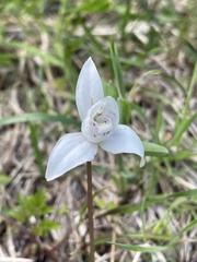 Codonorchis lessonii