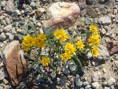Pectis angustifolia tenella