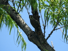 Dryobates mixtus