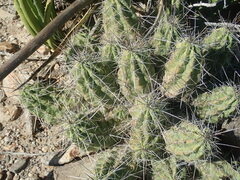 Echinocereus enneacanthus enneacanthus