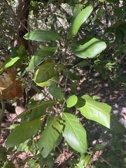 Coccoloba diversifolia