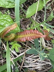 Blechnum penna-marina