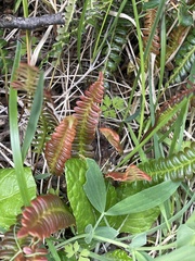 Blechnum penna-marina