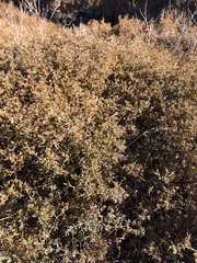 Frankenia salina